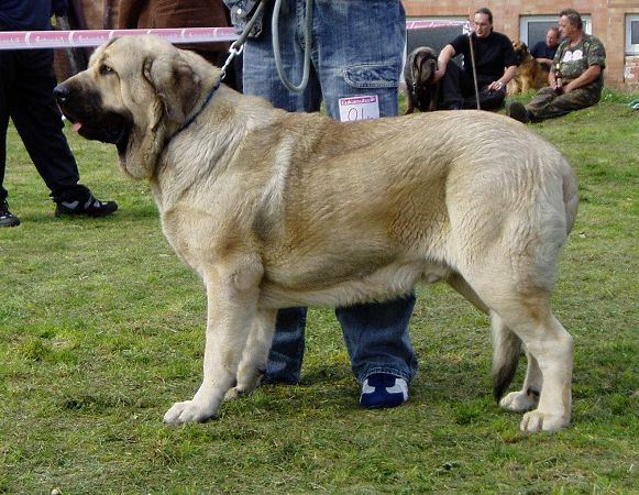 Hagrid Mastibe:- Exc.1, CAC - Intermediate Class Males, Slovak Club Show, Slovakia 06.10.2007
(Druso de la Aljabara x Connie Mastibe)
Keywords: 2007