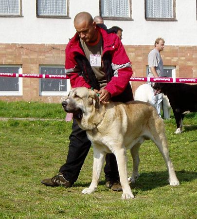 Hector z Kraje Sokolu: Exc.3 - Young Class Males, Slovak Club Show, Slovakia 06.10.2007
(Sultan x Baknaid z Kraje Sokolu)

Keywords: 2007