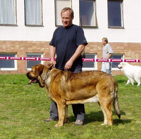 Hugo Mastibe: Exc.1, CAJC, Young Club Winner - Young Class Males, Slovak Club Show, Slovakia 06.10.2007
(Druso de la Aljabara x Connie Mastibe)

Keywords: 2007