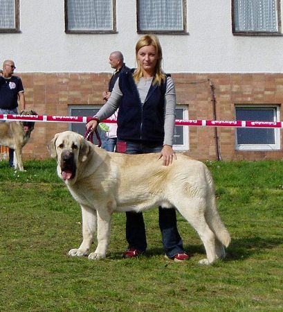 Lucius Tornado Erben: Exc. 2, Young Class Males, Slovak Club Show, Slovakia 06.10.2007
(Basil Mastifland x Florita Maja Tornado Erben)
Keywords: 2007