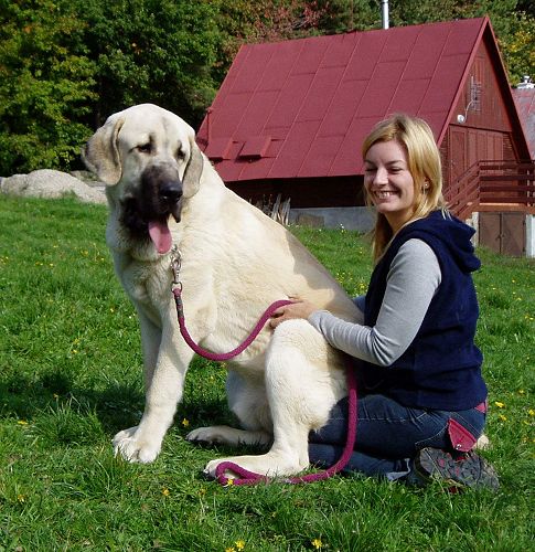 Lucius Tornado Erben: Exc. 2, Young Class Males, Slovak Club Show, Slovakia 06.10.2007
(Basil Mastifland x Florita Maja Tornado Erben)
Keywords: 2007