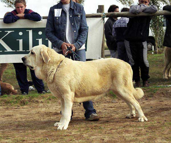 Dulcinea de la Mesta, Exc. 18 - Open Class Females  - XXI Monográfica AEPME 2001
(Marcial de la Tercia x Altea de la Mesta)
Born: 20-10-1998 
Breeder: Angel Gambín Pallarés
Owner: Pedro Sánchez Pérez
 
. 

Keywords: 2001 lamesta