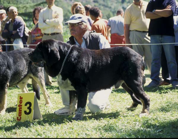 3º: Duque de Montes del Pardo - Open Class Males, Barrios de Luna, León, 12.09.2004
Keywords: 2004 pardo