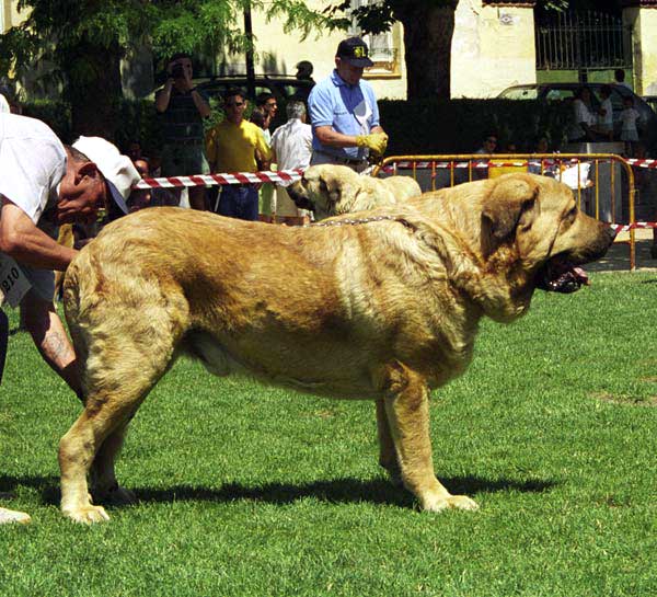 Duque del Valle de Santiago, - Open Class Males, Especial Razas Españolas, El Escorial, Madrid, 19.07.1998 
(Poli de las Cañadas x Luna) 
Born: 10.04.1994 
Breeder & owner: Cecilio López Prieto.
 

Keywords: 1998 valle