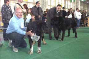 Duque de Montes del Pardo, Exc. 3 & Lancelot de Hazas de Cesto, Exc. 4 - Open Class Males, International show, Cádiz 21.11.2004
Duque: (Rambo de Montes del Pardo x Abba de Montes del Pardo) 
Breeder & owner: Sergio de Salas 

Lancelot: (Ch. Ulises de Ablanera x Dama de Hazas de Cesto) 
Breeder: José F. Uslé, owner: Eduardo Hurtado  
 
  

Keywords: 2004