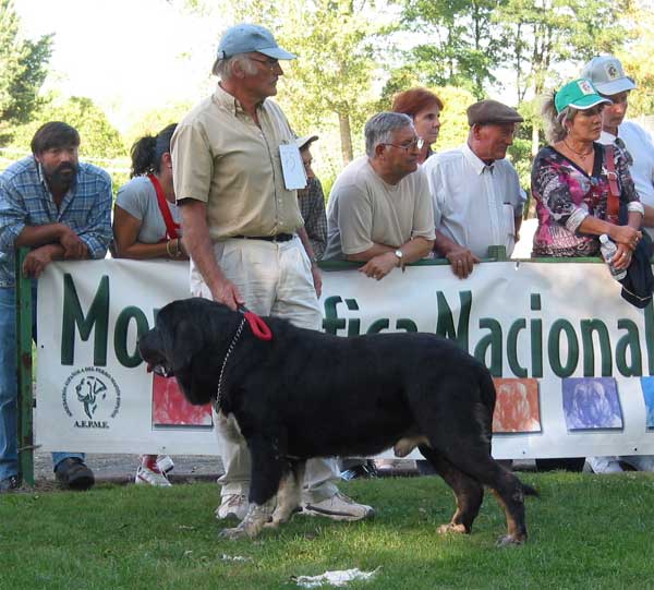 Duque de Montes del Pardo - Open Class Males - AEPME Monográfica, Valencia de Don Juan, León, 18.09.2004
(Rambo de Montes del Pardo x Abba de Montes del Pardo)
Breeder & owner: Sergio de Salas  

Keywords: 2004 pardo