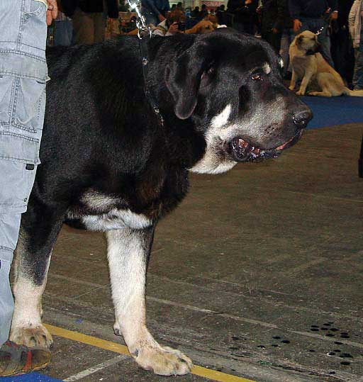 RODO DE VALDEJERA: EXC 1, European Young Winner - Euro Dog Show 2008, Budapest, Hungary 03-05.10.2008
(Nistos de Valdejera x Vita de Valdejera)
Keywords: 2008