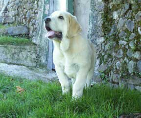 Puppy from Torreanaz
(Llanero de Ablanera x Tina de Babia)  
Born: 01-07-04
Keywords: puppyspain puppy cachorro