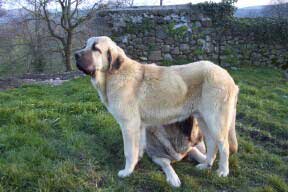 Puppy from Torreanaz
Keywords: toreanaz puppy cachorro