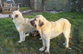Seo & Abra de Torreanaz
(Llanero de Ablanera x Tina de Babia)
Born; 01.07.2004
 

Keywords: torreanaz puppy cachorro