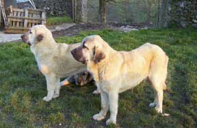 Seo & Abra de Torreanaz
(Llanero de Ablanera x Tina de Babia)
Born; 01.07.2004
 

Keywords: torreanaz puppy cachorro