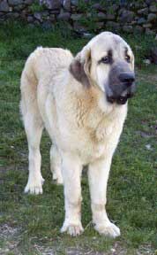 Seo de Torreanaz
(Llanero de Ablanera x Tina de Babia)  
Born: 01.07.2004
Keywords: puppy cachorro