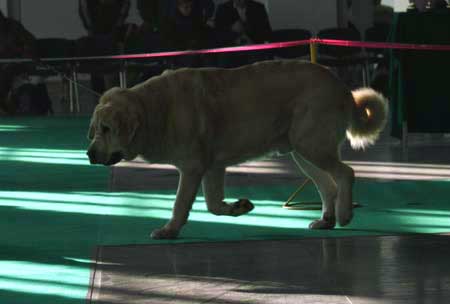 Eldorado Lu Dareva: exc. 1 - Open Class Males, International Show, Poznan, Poland 09.11.2008
(Druso de la Aljabara x Franchesca Mastibe)

Keywords: 2008 ludareva