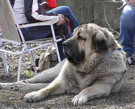 Enamorado Elvis Mastibe -EXC.1, CAC, National Winner, BOB - National Show Ostrava - 09.04.2006
Ch. Ulises de Ablanera x Ch.  Archie Mastibe 
Born: 04.11.2002

Photo: Simona Langrova
Trefwoorden: 2006 mastibe