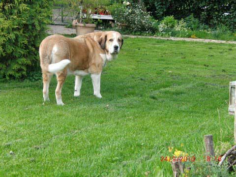 Emmilie ( Dulce del Grande Creta Lago)  31.10.2002 - 06.05.2013
