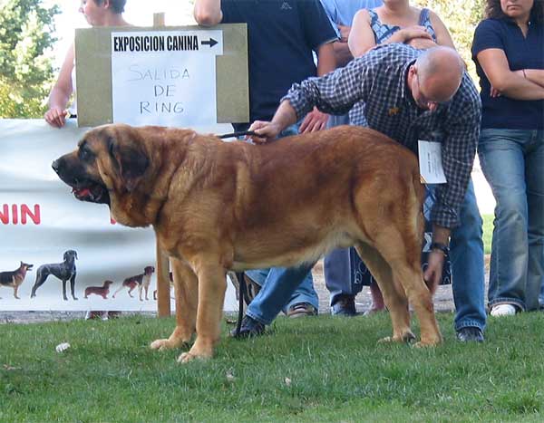 Emperador de Hazas de Cesto - AEPME Monográfica, Valencia de Don Juan, León, 18.09.2004
(Laro de Trashumancia x Akia)
Breeder & owner: José Fernando Uslé  

Keywords: 2004 hazascesto