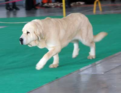 Envy Lu Dareva: exc1, CWC, CACIB, Winner of Poland 2008 - Open Class Females, International Show, Poznan, Poland 09.11.2008
(Druso de la Aljabara x Franchesca Mastibe)
Keywords: 2008 ludareva