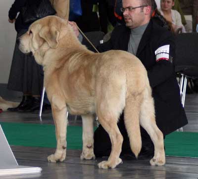 Envy Lu Dareva: exc.1, CWC, CACIB, Winner of Poland 2008 - Open Class Females, International Show, Poznan, Poland 09.11.2008
(Druso de la Aljabara x Franchesca Mastibe)
Keywords: 2008 ludareva