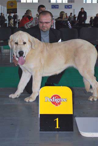 Envy Lu Dareva: exc1, CWC, CACIB, Winner of Poland 2008 - Open Class Females, International Show, Poznan, Poland 09.11.2008
(Druso de la Aljabara x Franchesca Mastibe)
Keywords: 2008 ludareva