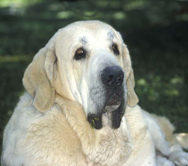 Mastín - Spain September 2004
Photo: Sally Nielsen - © Copyright  

Keywords: head portrait cabeza