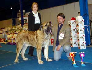 HAREM ULMAF KARUS-KAHRUT - BOB-Junior, Junior CAC, Best Male, BOB,  JUN-BIS-V - Mastiff Club Specialty Show, Estonia - 11.02.2007
Keywords: 2007 ulmaf