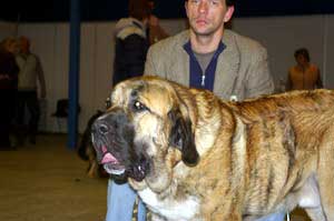 HAREM ULMAF KARUS-KAHRUT - BOB-Junior, Junior CAC, Best Male, BOB,  JUN-BIS-V - Mastiff Club Specialty Show, Estonia - 11.02.2007
Keywords: 2007 ulmaf