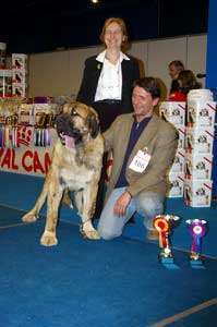 HAREM ULMAF KARUS-KAHRUT - BOB-Junior, Junior CAC, Best Male, BOB,  JUN-BIS-V - Mastiff Club Specialty Show, Estonia - 11.02.2007
Keywords: 2007 ulmaf