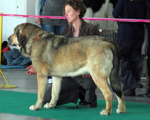 Esperanza Fre-Su: exc.1, CWC - Intermediate Class Females, International Show, Poznan, Poland 09.11.2008
(Sanson del Dharmapuri x Lori Fre-Su)

Keywords: 2008 fresu