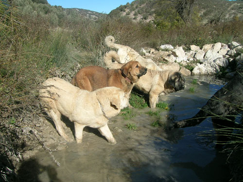 Mastines from Tierra Alta November 2005
Keywords: water