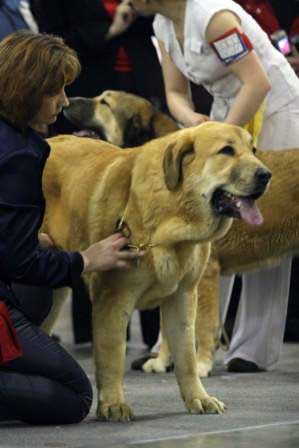 ANABEL S MADRIDSKOGO DVORA: Very good - Junior class females, Eurasia 1, International Show, Moscow 28.02.2009
Keywords: 2009