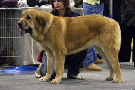 ANABEL S MADRIDSKOGO DVORA: Very good - Junior class females, Eurasia 1, International Show, Moscow 28.02.2009
Keywords: 2009