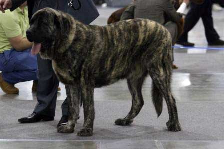 AVGIT AIDOMAVR OT KLIMOVYKH:­ EXC 3 - Junior class males, Eurasia 1, International Show, Moscow 28.02.2009
Keywords: 2009