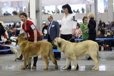 CHELSEA Z KRAJE SOKOLU: EXC 1, CAJC, Best Junior & PERLA TORNADO ERBEN: EXC 2 - Junior class females, Eurasia 1, Internatonal Show, Moscow 28.02.2009
Keywords: 2009