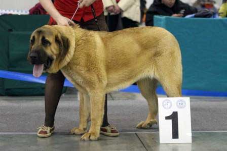 CHELSEA Z KRAJE SOKOLU: EXC 1, CAJC, Best Junior - Junior class females, Eurasia 1, Internatioanl Show, Moscow 28.02.2009
Keywords: 2009