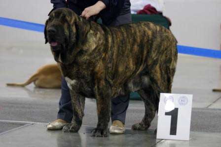 HESSI MASTIBE: EXC 1, CAC, R.CACIB - Champion class females, Eurasia 1, International Show, Moscow 28.02.09
Keywords: 2009