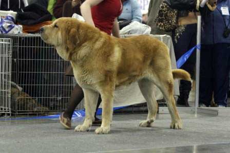 JORGITO TORNADO ERBEN: EXC 1, CAC - Open class males, Eurasia 1, International Show, Moscow 28.02.2009
Keywords: 2009