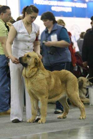 LYURUA DURING ALLEGRO DREAM V MOTLEY HOUSE: EXC 1, CAC - Intermediate class females, Eurasia 1, International Show, Moscow 28.02.2009
Keywords: 2009