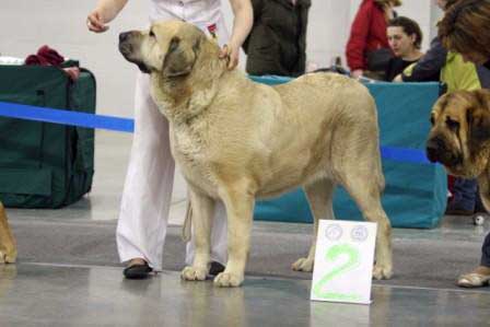 MOTLEY HOUSE BORN VICTORIA: EXC 2, R.CAC - Open class females, Eurasia 1, International Show, Moscow 28.02.2009
Keywords: 2009