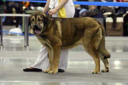 MOTLEY HOUSE NESCAFE SHOW: Very promising 1 - Puppy class males, Eurasia 1, International Show, Moscow 28.02.2009
Keywords: 2009