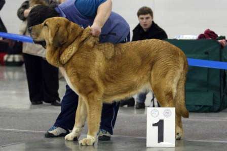 MOTLEY HOUSE TSUNAMI VIKTORIA: CAC, CACIB, Best female, RKF Champion - Open class females, Eurasia 1, International Show, Moscow 28.02.2009
Keywords: 2009