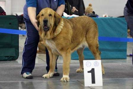 MOTLEY HOUSE V’IVAT:­ Very good - Champion class females, Eurasia 1, International Show, Moscow 28.02.2009
Keywords: 2009