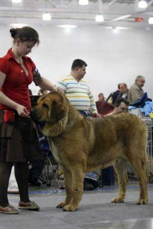 NERO TORNADO ERBEN:­ EXC 1, CAC - Intermediate class males, Eurasia 1, International Show, Moscow 28.02.2009
Keywords: 2009