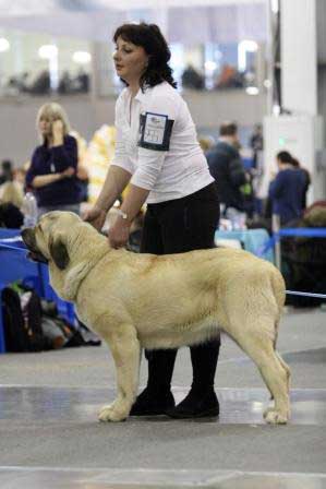 PERLA TORNADO ERBEN: EXC 2 - Junior class females, Eurasia 1, International Show, Moscow 28.02.2009
Keywords: 2009