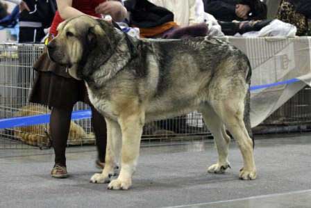 MOTLEY HOYSE URFIN LUCKY JOY: ­ RCAC, R.CACIB - Champion class males, Eurasia 1, International Show, Moscow 28.02.2009
Keywords: 2009