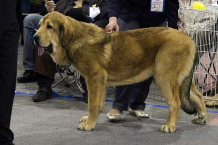 VIOLETTA DE VIDA: Very promising 1, Best puppy - Puppy class females, Eurasia 1, International Show, Moscow 28.02.2009
Keywords: 2009