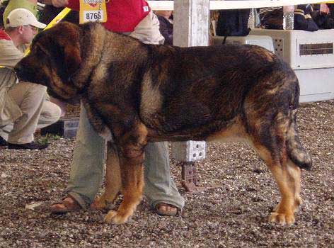 Pento de Las Cañadas - Excellent - Open Class Males - Eurodog Show 2005, Tulln, Austria  
(Giron de las Cañadas x Dalla de las Cañadas) 


Keywords: 2005