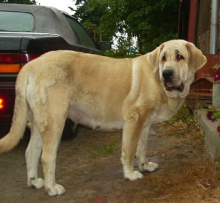 Evita Lu Dareva - mother of puppies born 19.08.2008
Neron de Laciana X Evita Lu Dareva 
19.08.2008 

Keywords: puppypoland ludareva