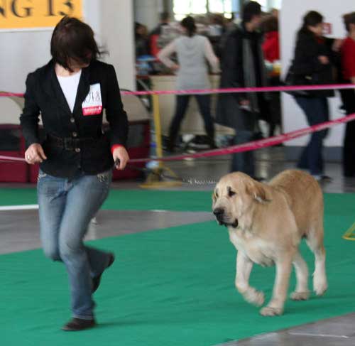 Evita Lu Dareva: exc. 2 - Open Class Females, International Show, Poznan, Poland 09.11.2008
(Druso de la Aljabara x Franchesca Mastibe)

Keywords: 2008 ludareva