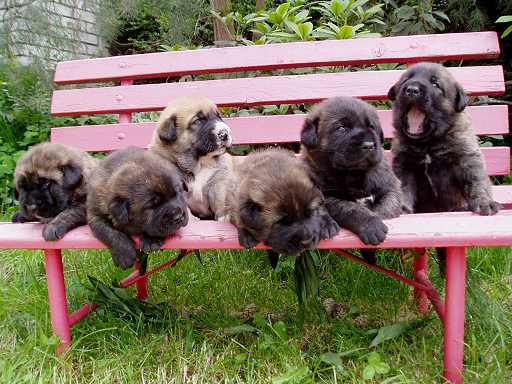 3 weeks old puppies from Tornado Erben
Pepa de Valdejera x Arak z Kraje sokolu  
 

Keywords: tornado puppy cachorro