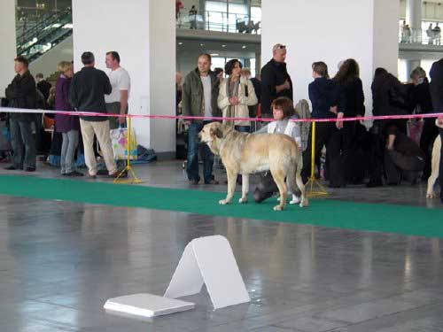 Extra Fre-Su: exc.2 - Intermadiate Class Females, International Show, Poznan, Poland 09.11.2008
(Sanson del Dharmapuri x Lori Fre-Su)

Keywords: 2008 fresu